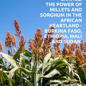seeds-of-change-the-power-of-millets-and-sorghum-in-the-african-heartland-burkina-faso-ethiopia-mali-and-sudan